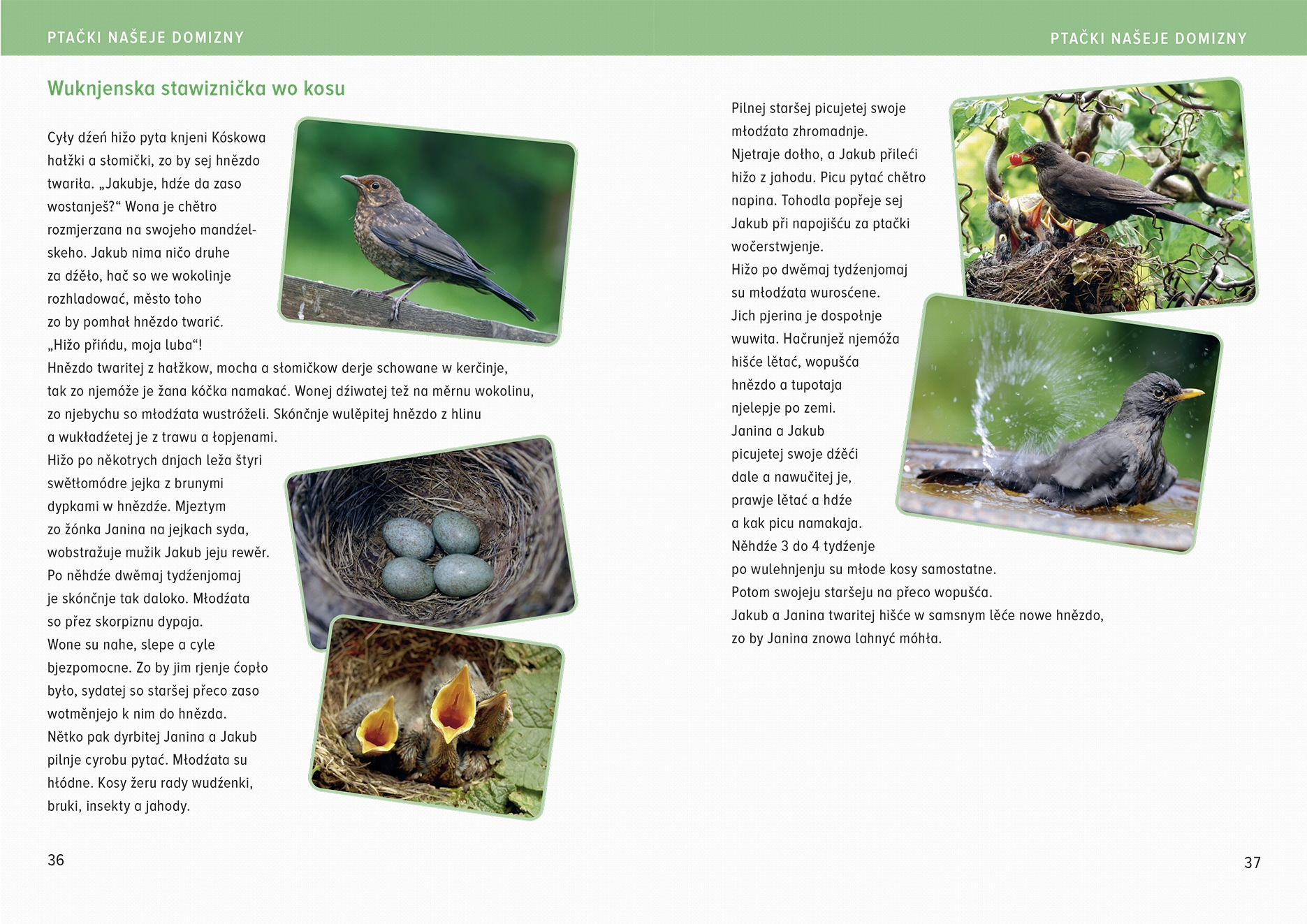 Ptački našeje domizny 